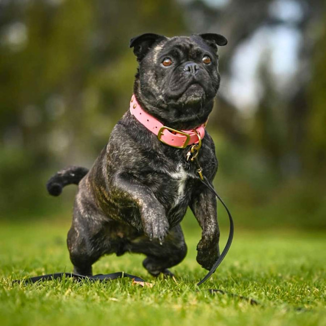 Photo of 🍇Raisin🍇