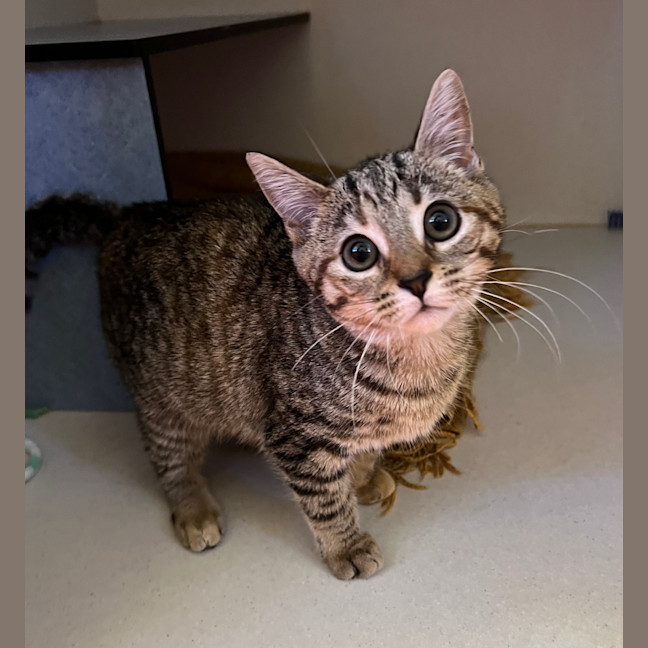 Photo of Tulip