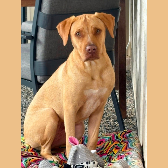 Photo of Dior *$350 Adoption Fee*