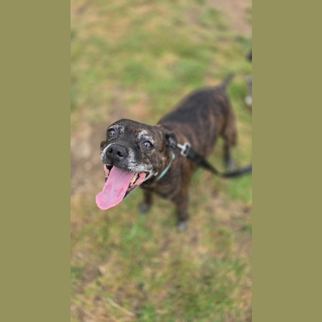 Photo of Bindi (56230)