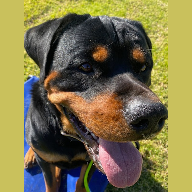 Photo of Bruno