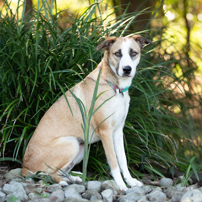 Photo of Lulu (Previously Zara)