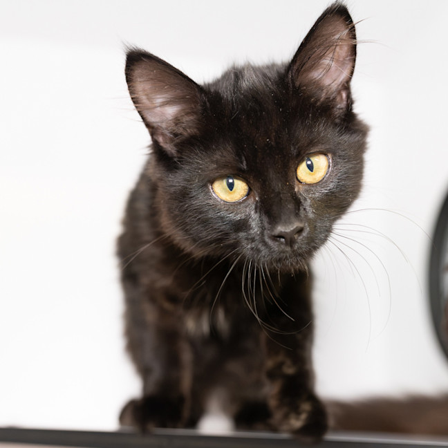 Photo of Licorice