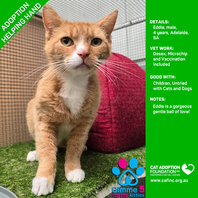 Photo of Eddie Helping Hand Adoption