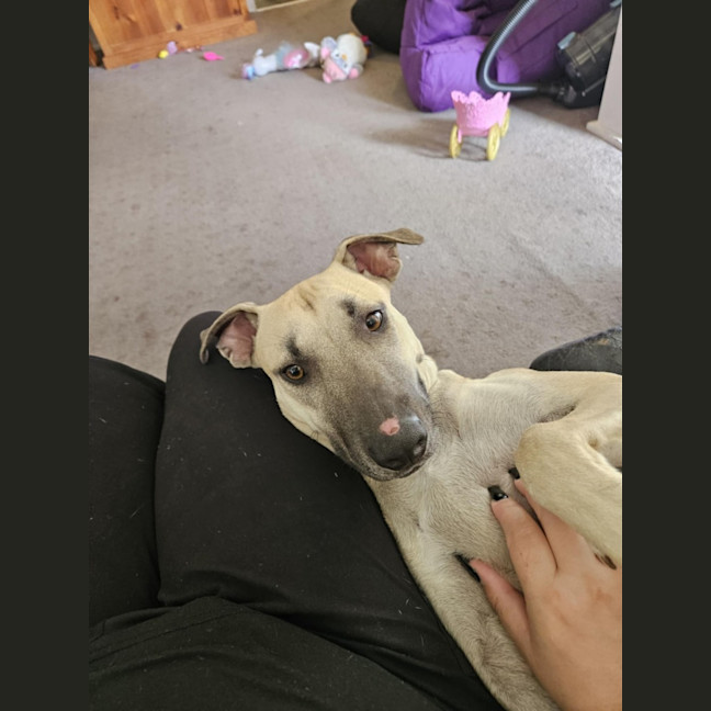 Photo of Nala