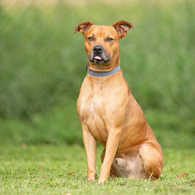 Photo of Bohdi (Previously Pancake)