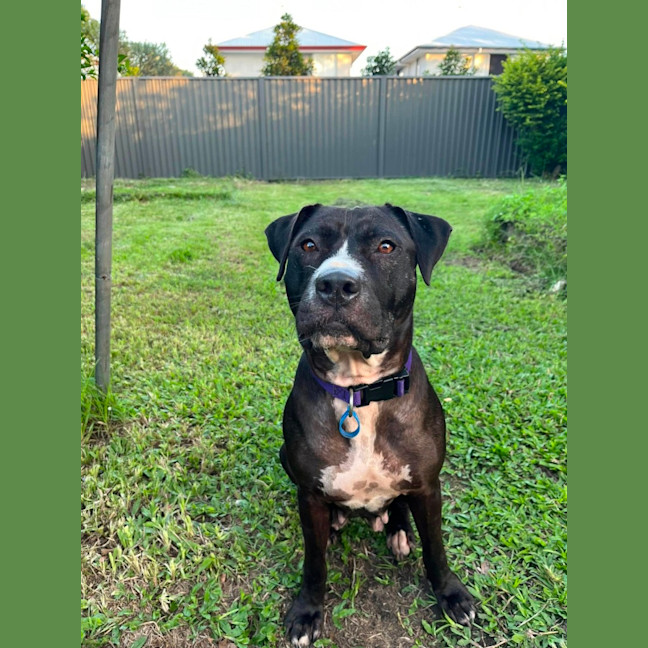 Photo of Estelle *$150 Adoption Fee*