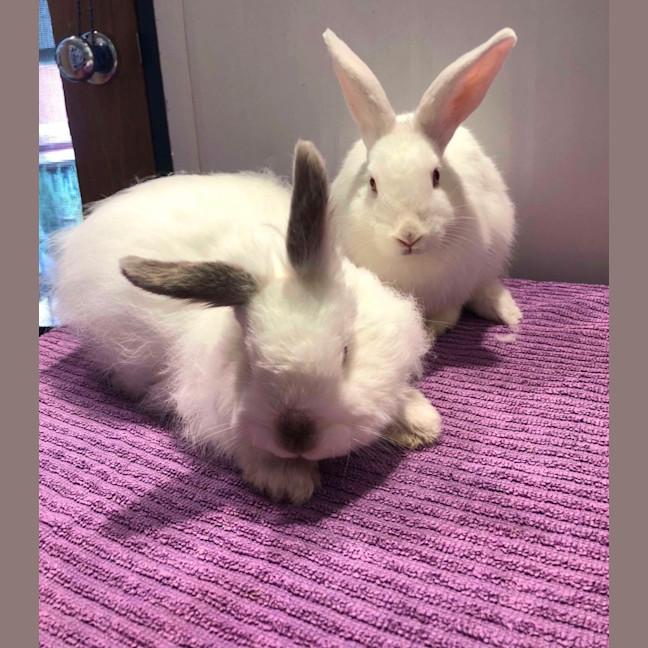 Lemur Mix Rabbit Amelia and Snowman - Male Cashmere Lop Mix Rabbit in VIC - PetRescue
