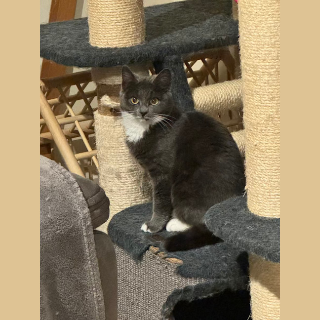 Photo of Possum The Night Agent