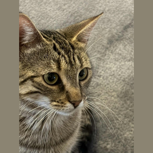 Photo of Nugget