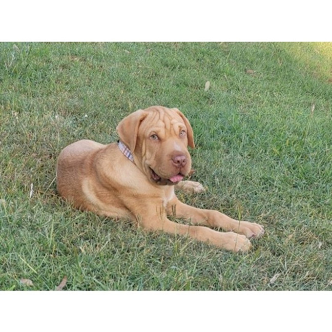 Photo of Hurley *$350 Adoption Fee*