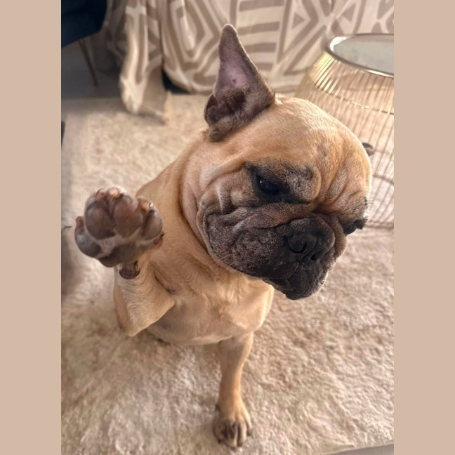 Photo of Rubble *$350 Adoption Fee*