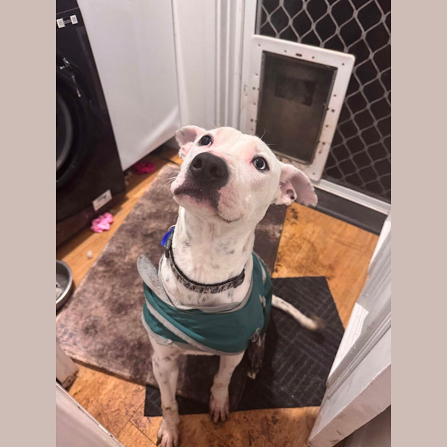 Photo of Sunny   1 Year Old Cattle Dog X