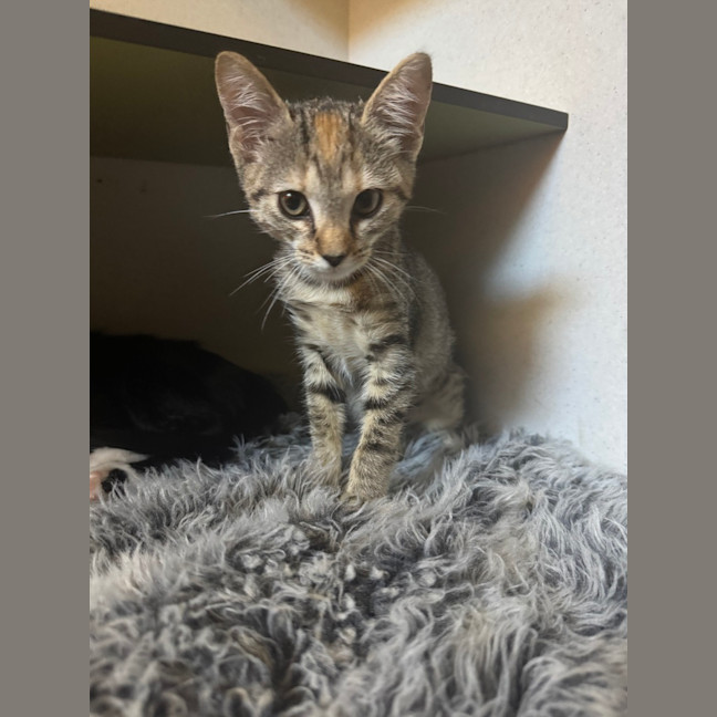 Photo of Tabitha