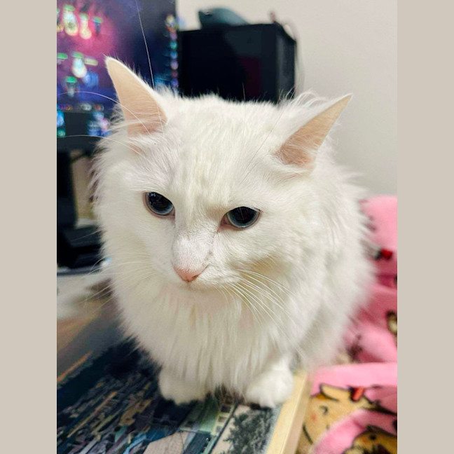 Photo of Mochi 