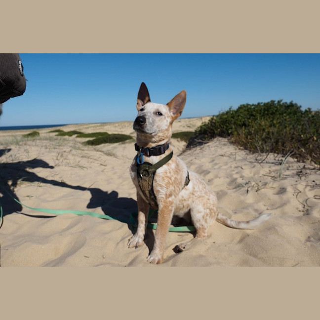 Photo of Xena