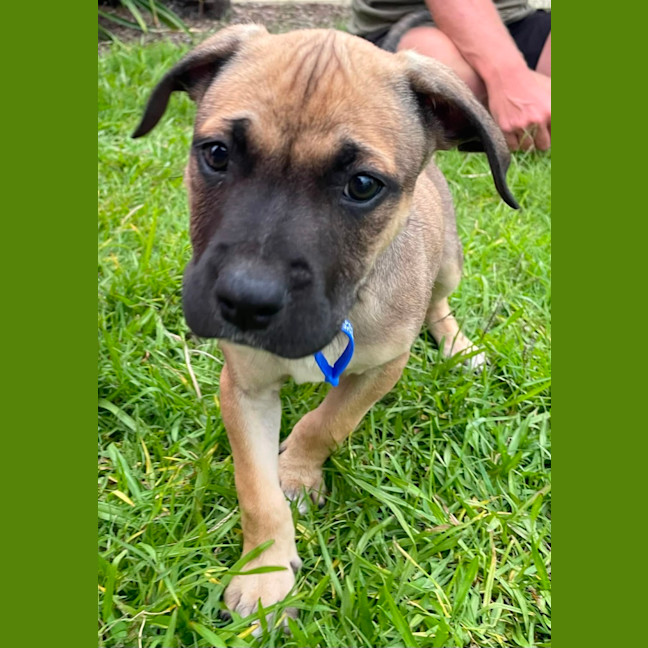 Photo of Chilli   11 Week Old Kelpie X
