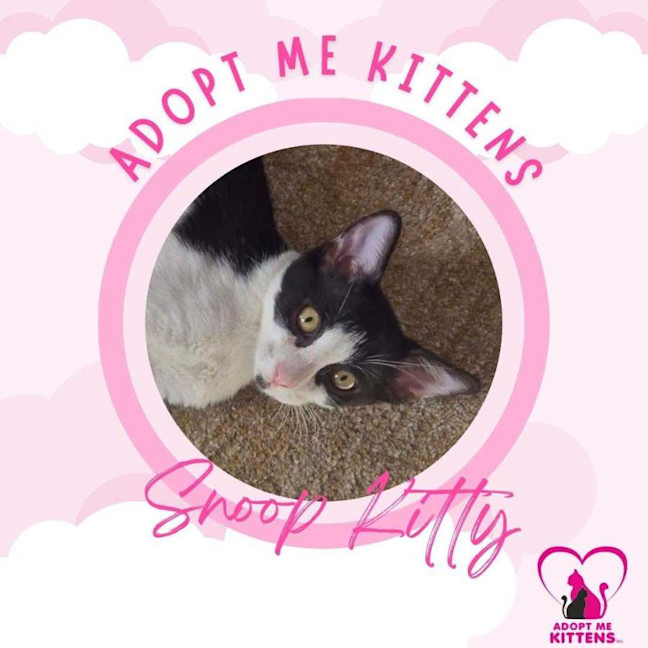 Photo of Snoop Kitty