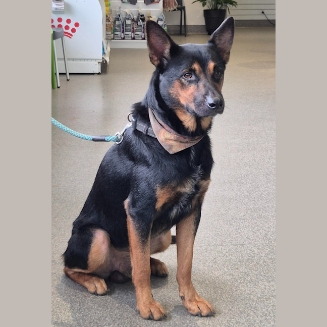 Photo of Cujo