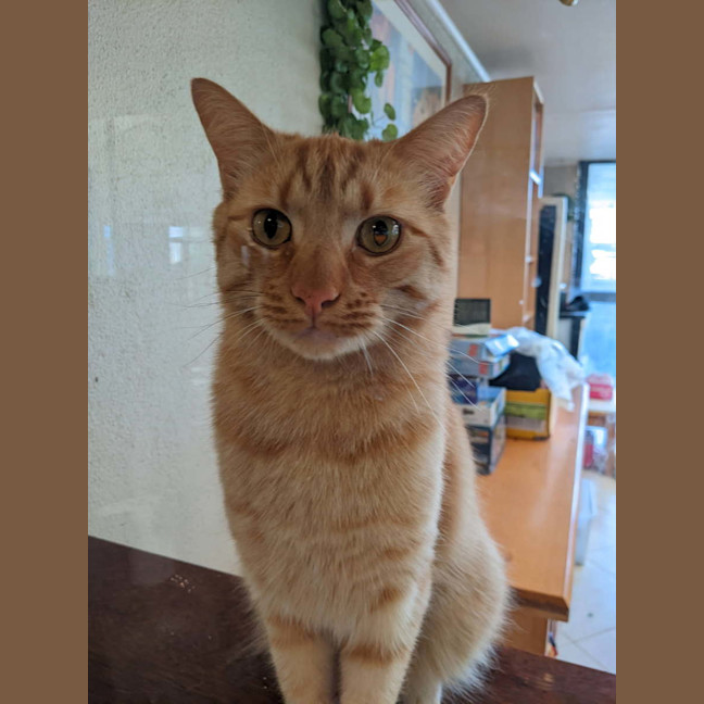 Photo of Simba