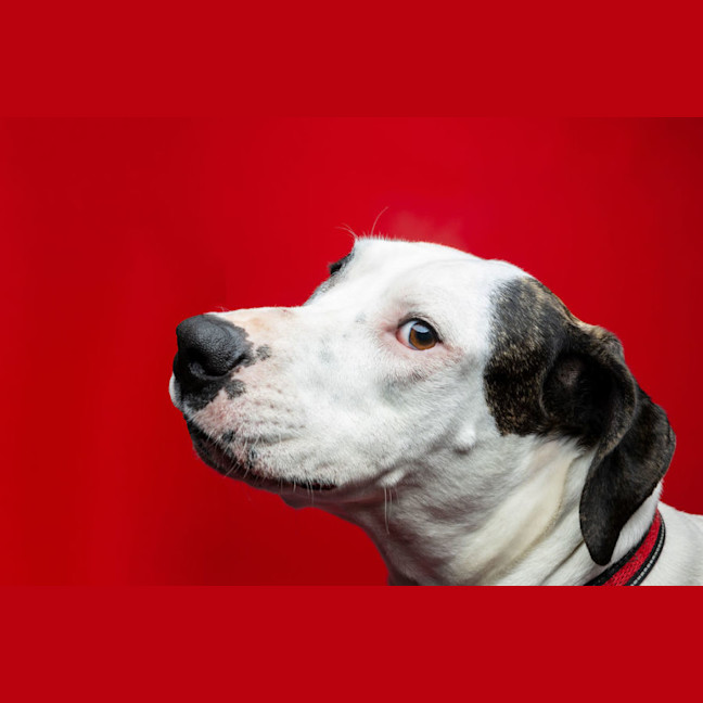 Photo of Bruno   2 Year Old Great Dane X Bull Arab