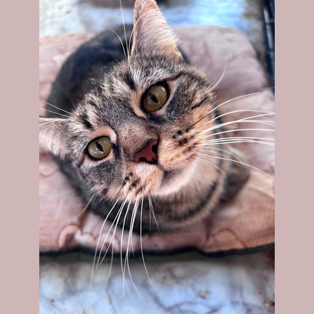 Photo of Hazel