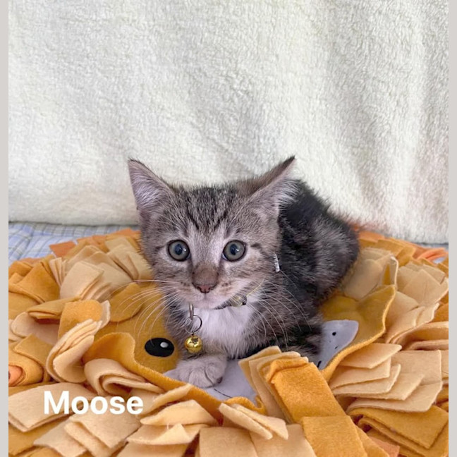 Photo of Moose