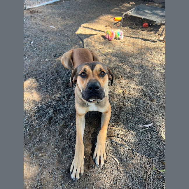 Photo of Bailey