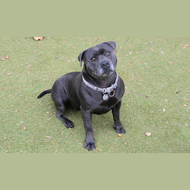 Photo of Pepper