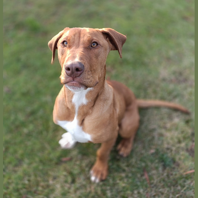 Photo of Stimpy