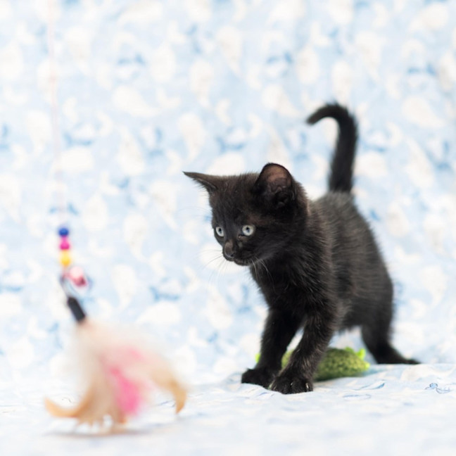 Photo of Zazou Zia ** 2nd Chance Cat Rescue**