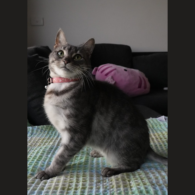 Photo of Bella