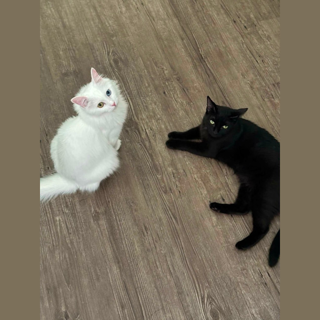 Photo of Nessa Rose And Shen Shen