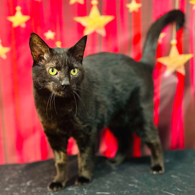 Photo of Bucky   Located In Preston