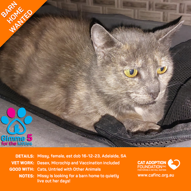 Photo of Missy Barn Kitty No Fee!