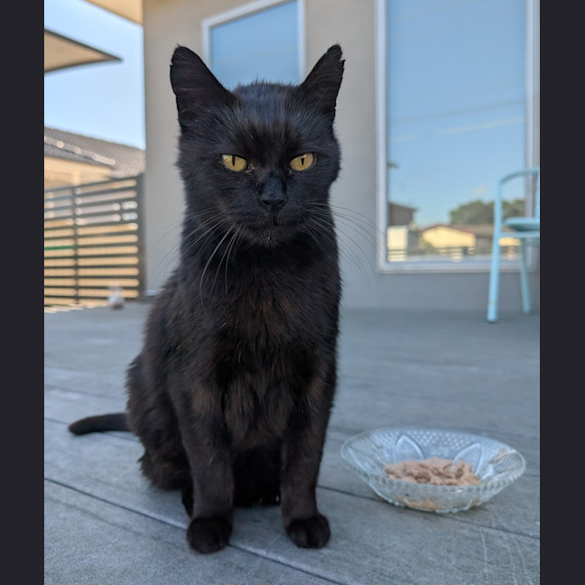 Photo of Blacky ** Total Lovebug **
