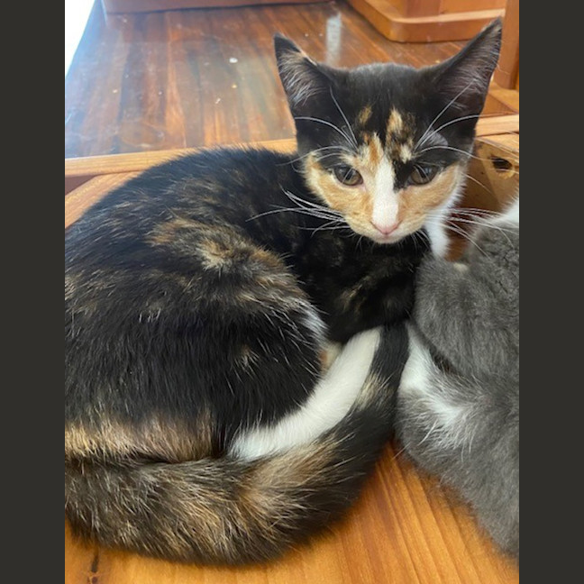 Photo of Kitty Purry