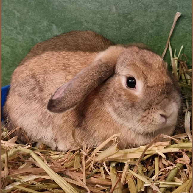 Photo of Ketchup (Bonded To Mayo)