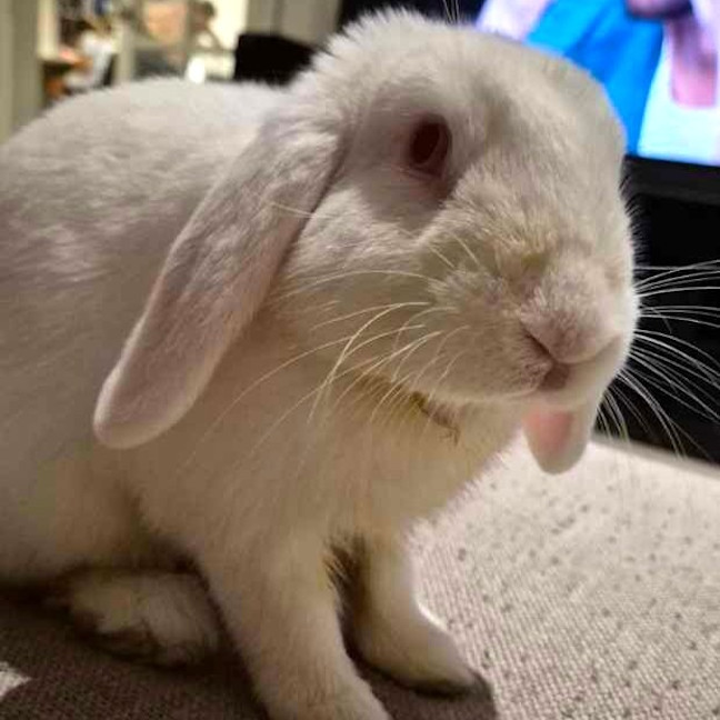 Photo of Milky