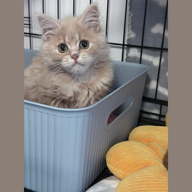 Photo of Butter Bean 💙