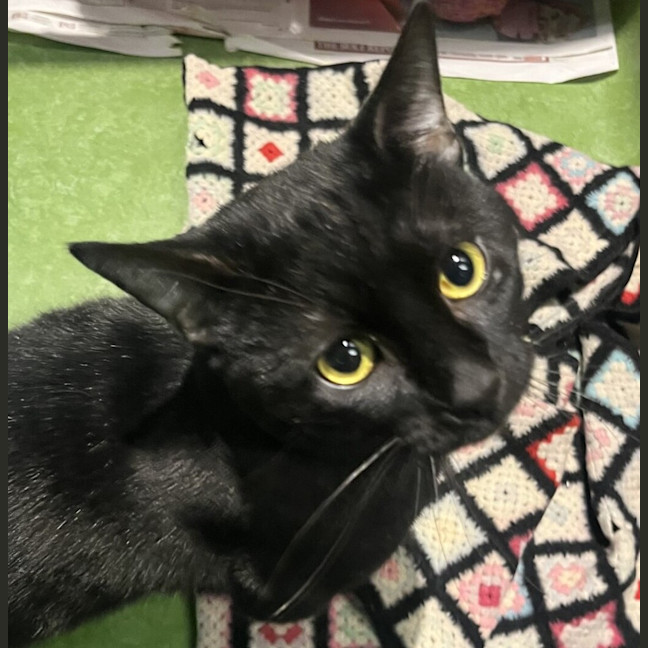 Photo of Neo