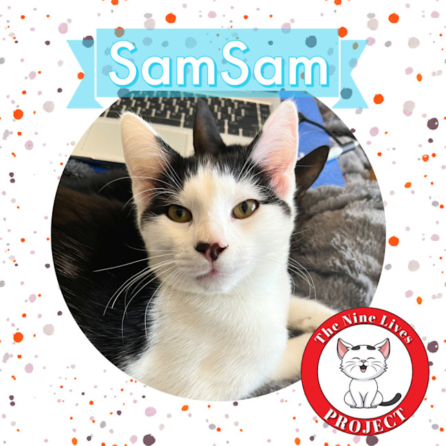 Photo of Sam Sam *9 Lives Project Rescue*