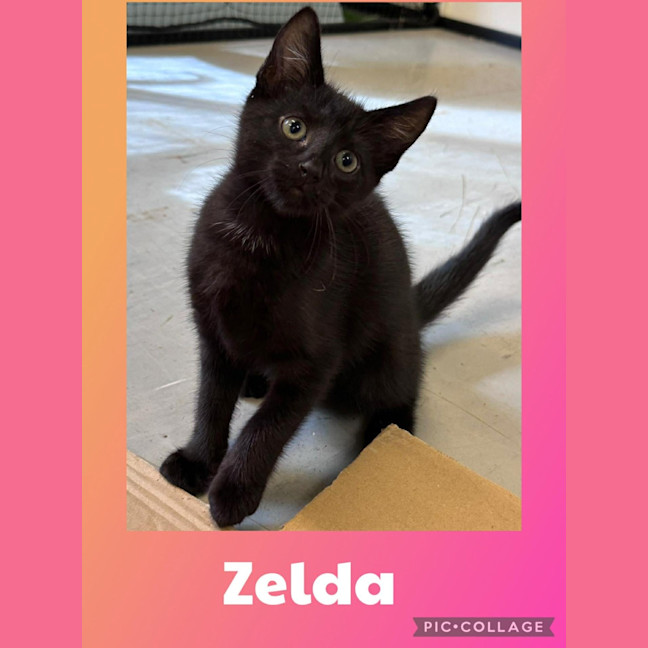 Photo of Zelda