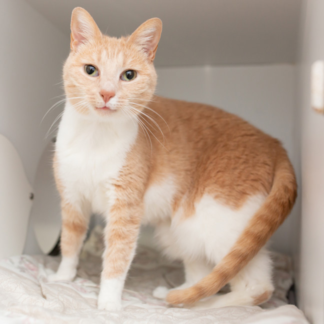 Photo of Lemon
