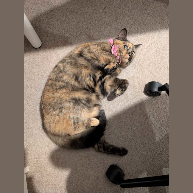 Photo of Chia ( Chi Chi ) 