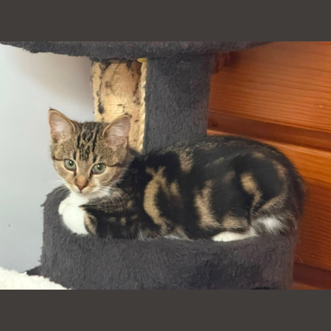 Photo of Frayeno **2nd Chance Cat Rescue**