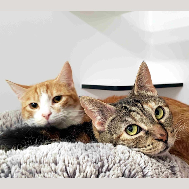 Photo of Mum Sua013024 & Ginger Ninja Sua013023