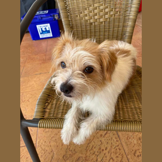 Photo of Muppet