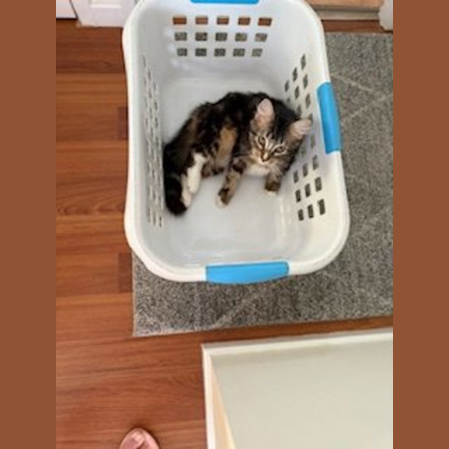 Photo of Molly   Available At Pe Tquarters Glendale