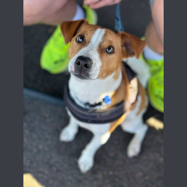 Photo of Ziggy   4 Year Old Jack Russell